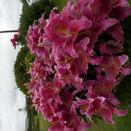 Bossiney House Hotel Tintagel Buitenkant foto